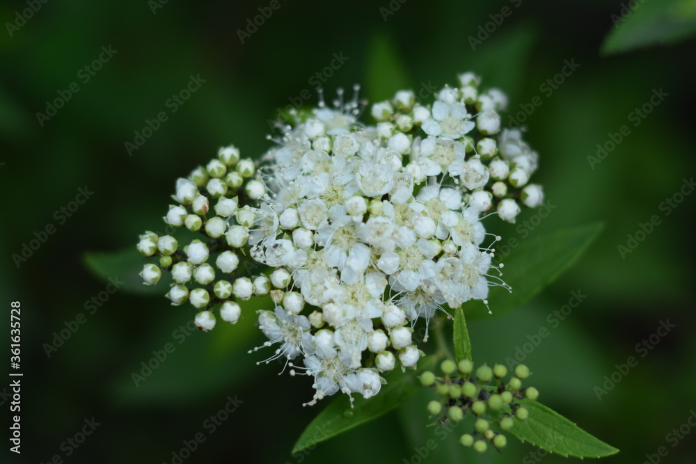 Bush with white japanese spiraea flowers in the garden in summer Bush with white japanese spiraea flowers in the garden in summer