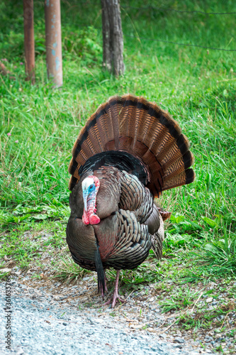 Wild Turkey in Tennessee