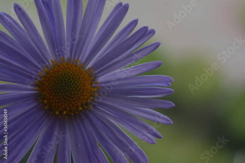 Close-up of a purple aster on a blurred background