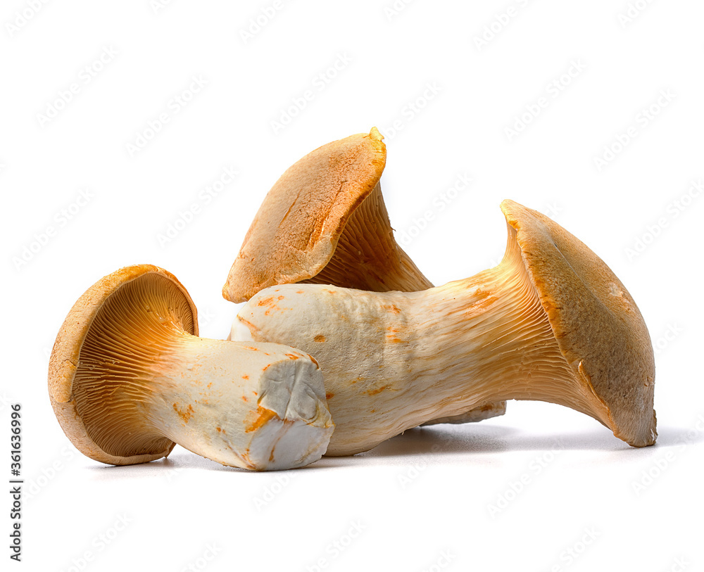 Fototapeta premium esh and useful champignon mushrooms on a white background