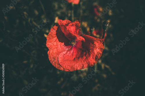 poppies growing among green grass on a summer day