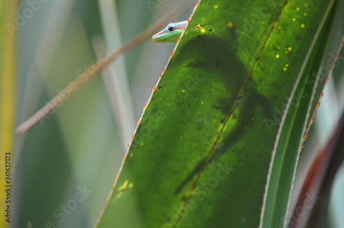 Smiling gecko silhouette