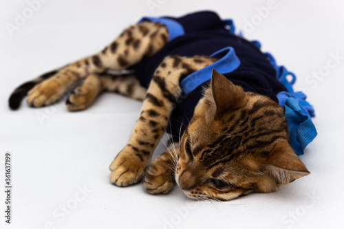 Bengal cat after surgery in protective clothing on a white background © Stanisaw