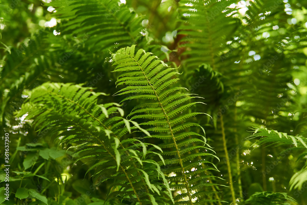 view of fern thickets in the forest undergrowth from the bottom up