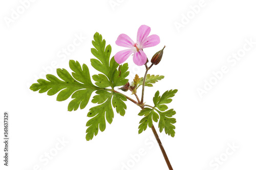 Foto Herb robert flower and foliage