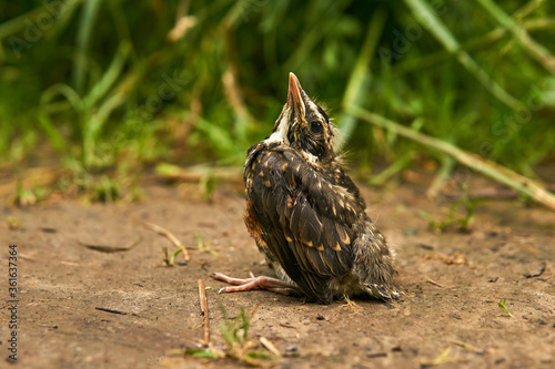 Foto fledgling robin sitting on a path