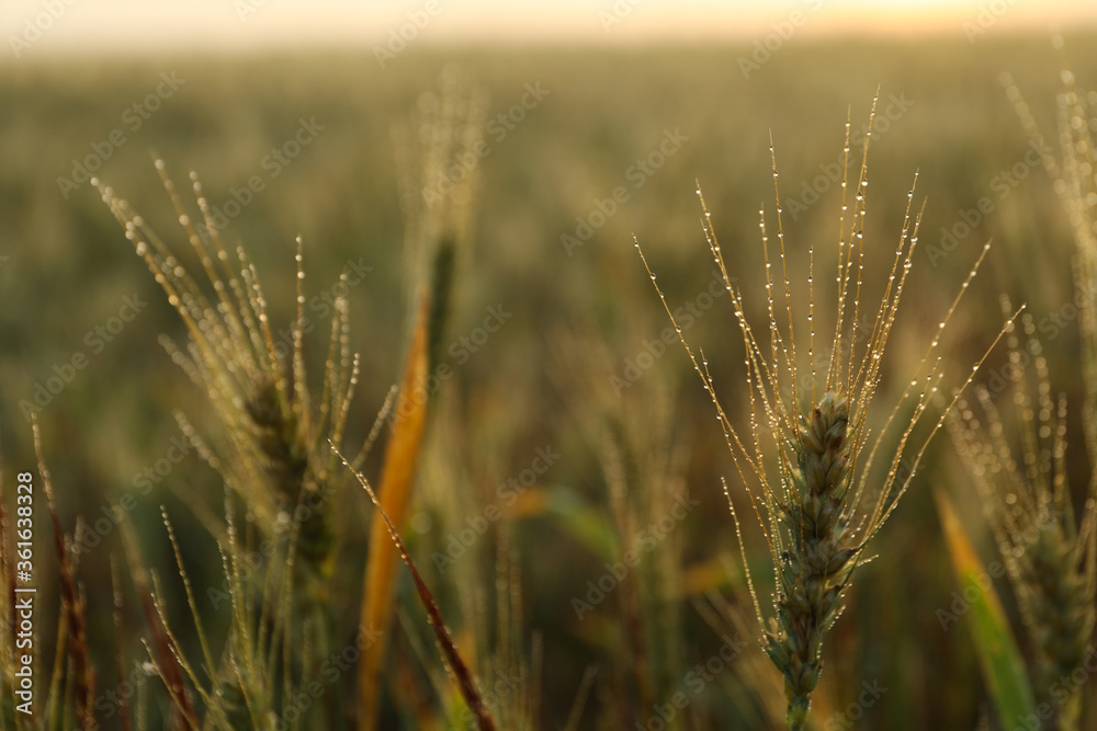 Obraz premium Barley field with dew. Beautiful summer morning. Summer nature