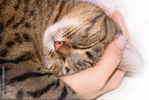 Cat sleeping in owner's hand. Shallow depth of field