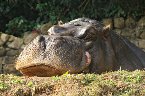 Hippo lying in the sun sleeping © Stela
