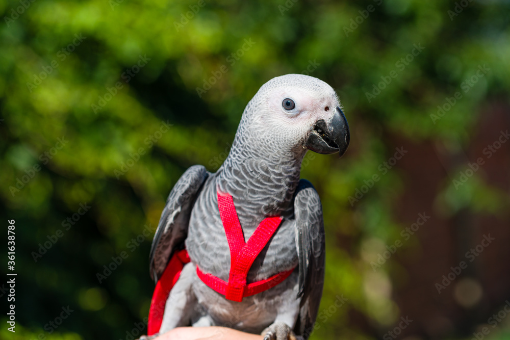 Fototapeta premium African Grey Parrot ,Psittacus erithacus