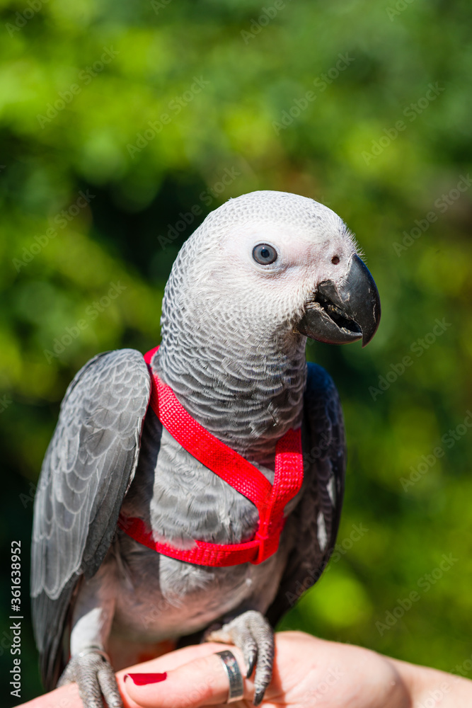 Obraz premium African Grey Parrot ,Psittacus erithacus