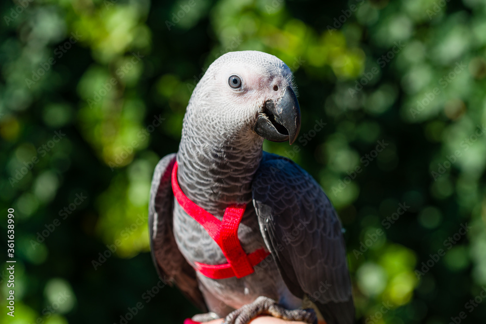 Obraz premium African Grey Parrot ,Psittacus erithacus