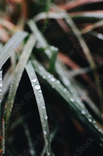 Water droplets sitting on a green leaf