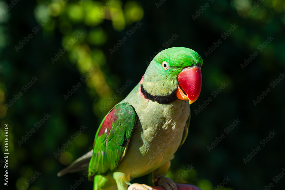beautiful Alexandrine Parakeet parrot (Psittacula eupatria) beautiful Alexandrine Parakeet parrot (Psittacula eupatria)