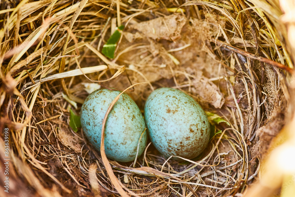 Obraz premium amselnest