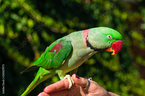beautiful Alexandrine Parakeet parrot (Psittacula eupatria)
