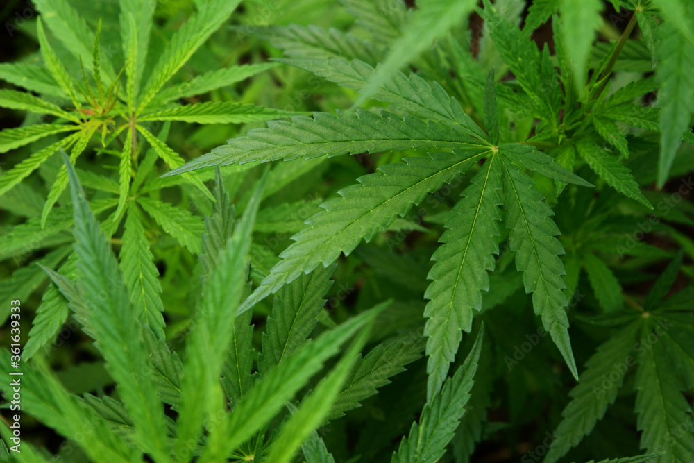 Marijuana leaves. Bush cannabis on blurred background. Marihuana plants close up. Marijuana leaves. Bush cannabis on blurred background. Marihuana plants close up.