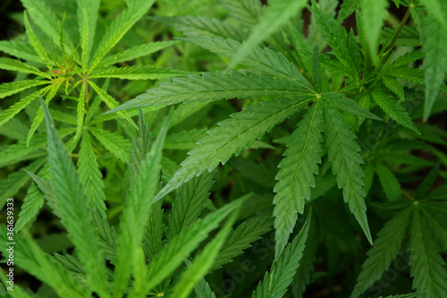 Fototapeta Naklejka Na Ścianę i Meble -  Marijuana leaves. Bush cannabis on blurred background. Marihuana plants close up.