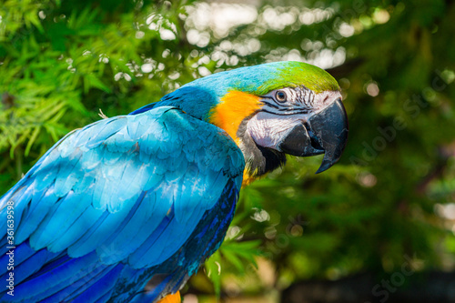 Blue & Gold Macaw parrot ; Ara ararauna