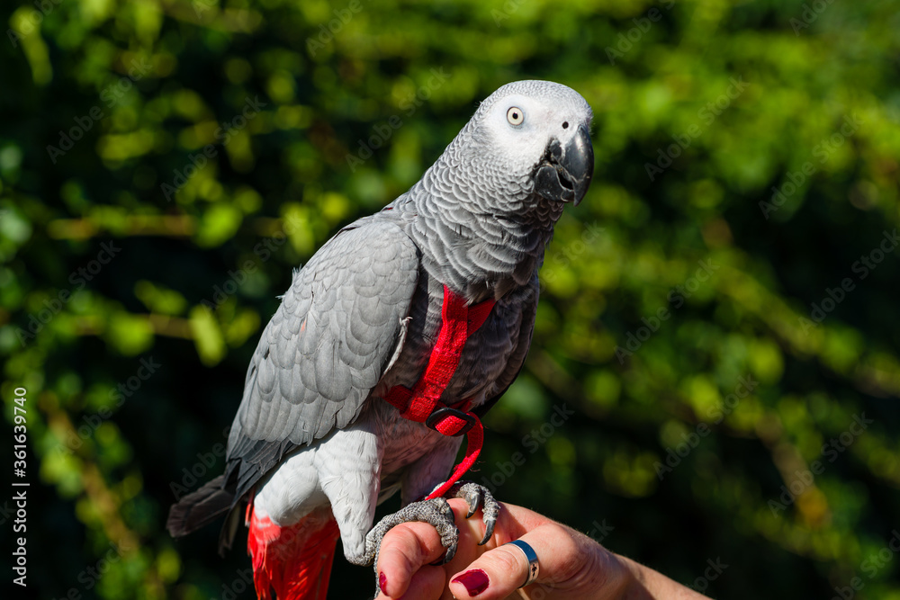 Obraz premium African Grey Parrot ,Psittacus erithacus
