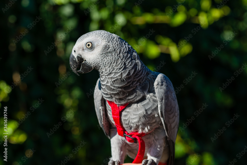 Obraz premium African Grey Parrot ,Psittacus erithacus