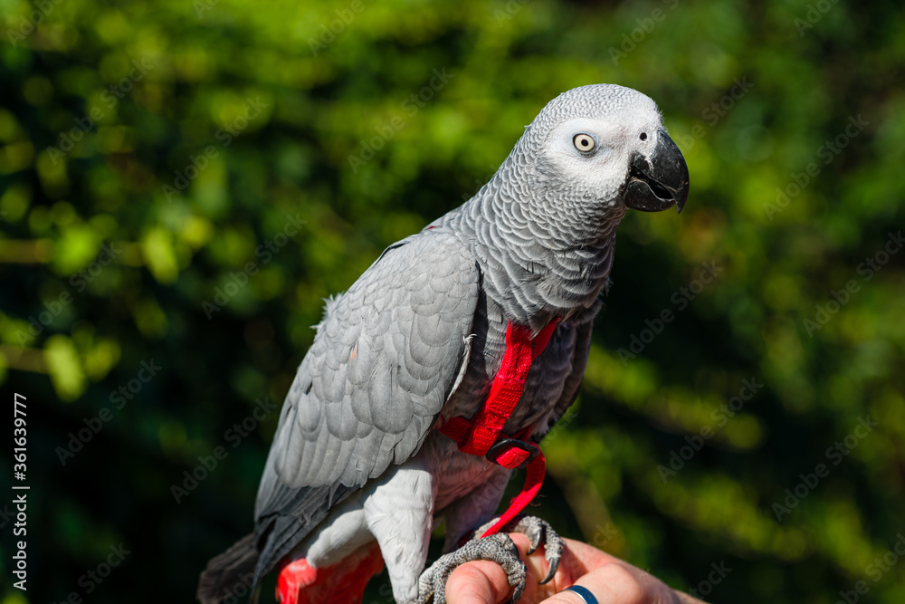Fototapeta premium African Grey Parrot ,Psittacus erithacus