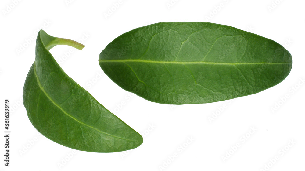 Fototapeta premium Floral leaves macro isolated on white background