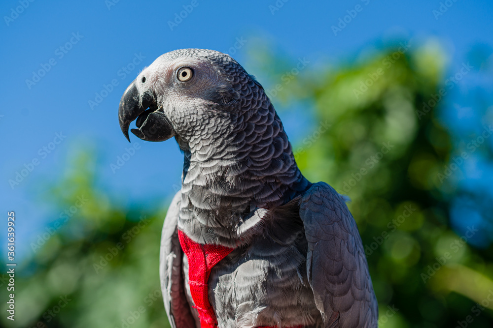 Obraz premium African Grey Parrot ,Psittacus erithacus