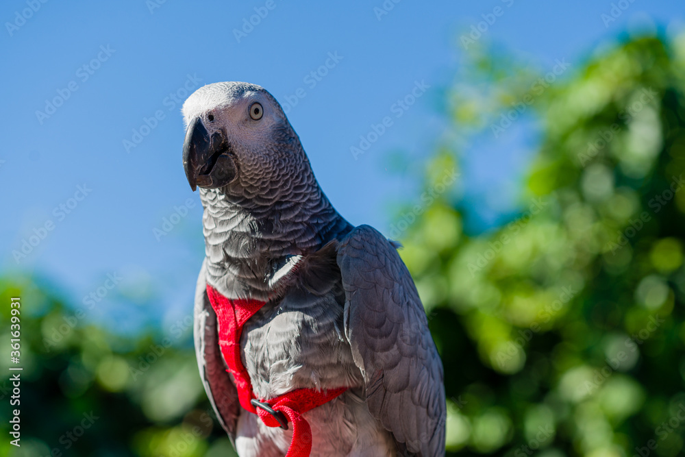Obraz premium African Grey Parrot ,Psittacus erithacus