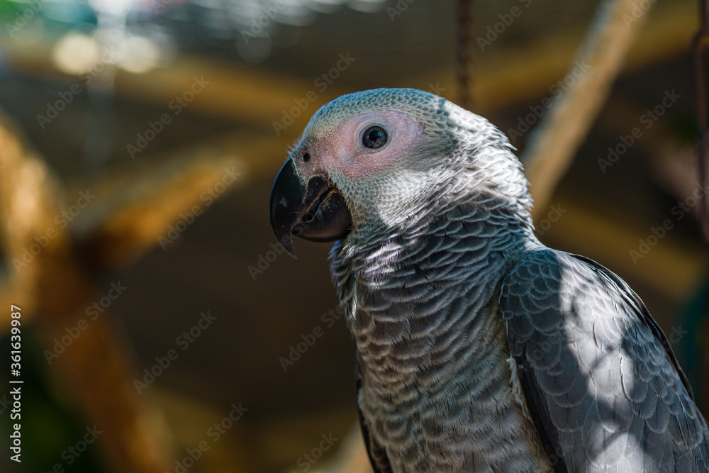 Obraz premium African Grey Parrot ,Psittacus erithacus