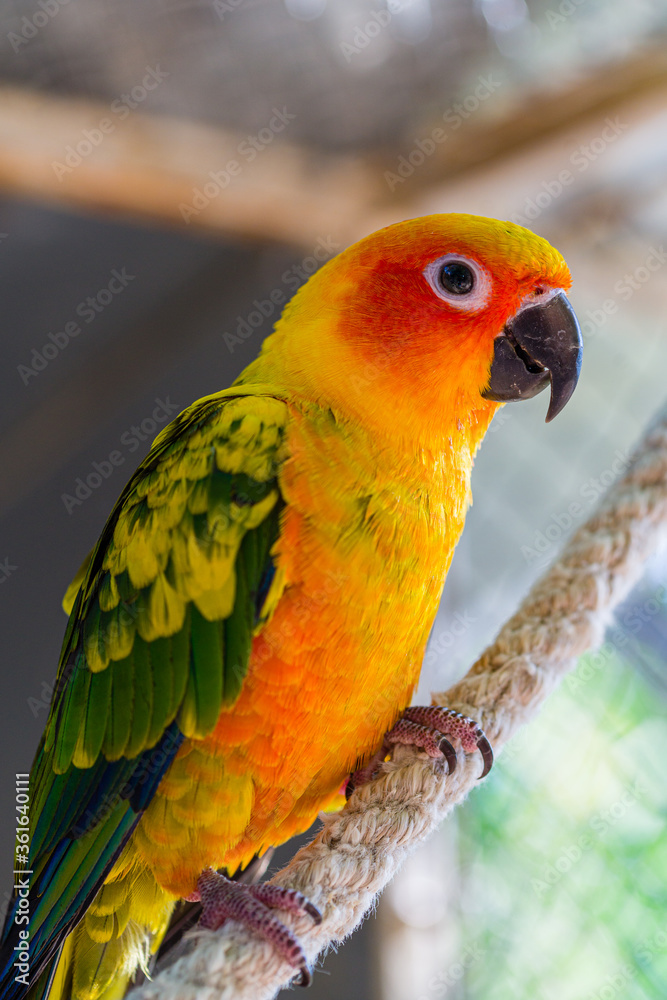 Obraz premium Beautiful colorful parrot, Sun Conure