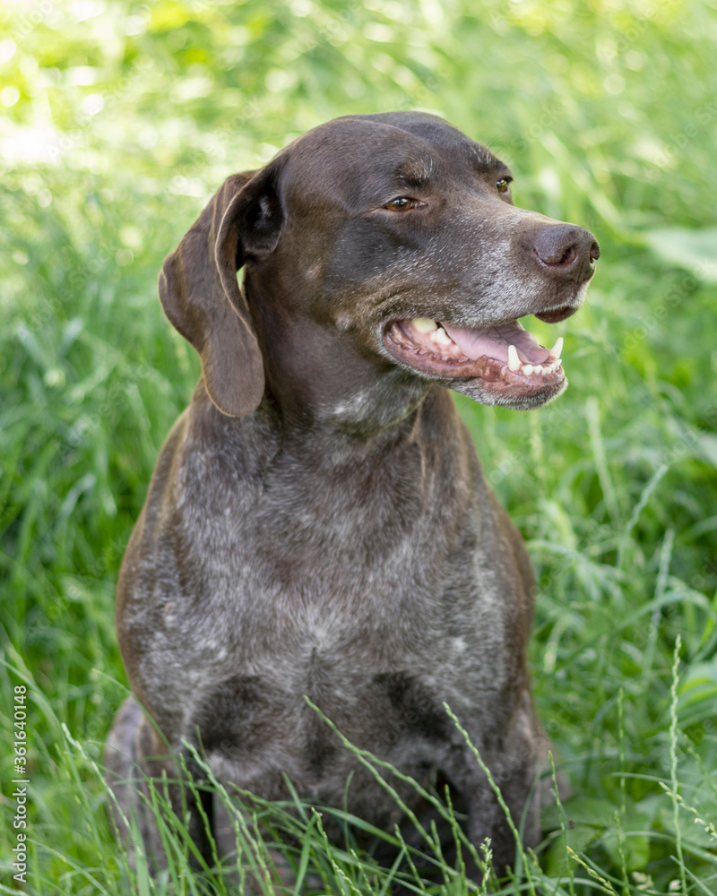 Big brown dog sits in grass. German Shorthaired Pointer Dog (Deutsch Kurzhaar). Outdoors photo.