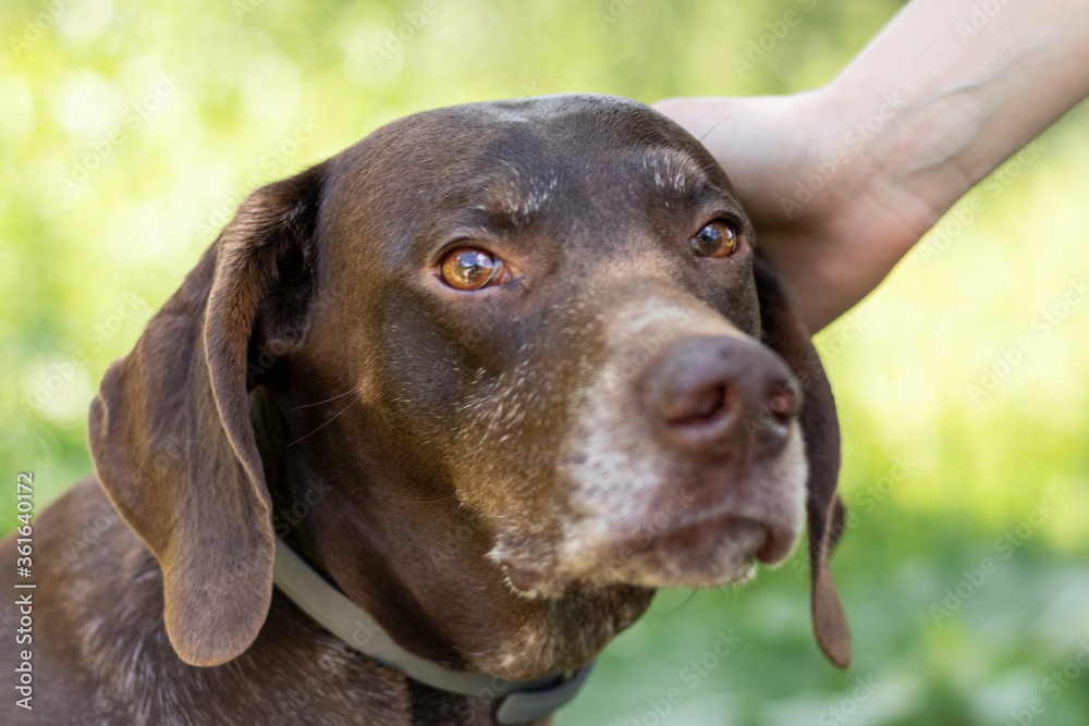 Close up portrait of a sad dog. Female hand strokes a brown upset dog.