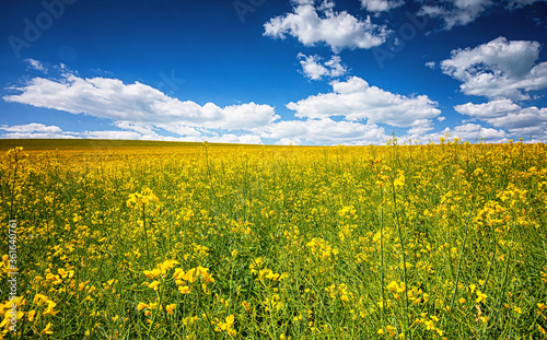 Field of rapeseed in spring
