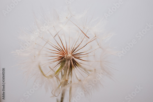 summer dandelion in close-up on a light background