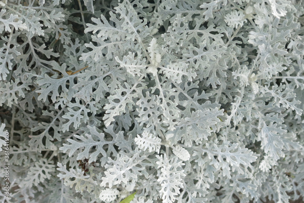 plante parasite mousseuse blanche ressemblant a un flocon de neige plante parasite mousseuse blanche ressemblant a un flocon de neige