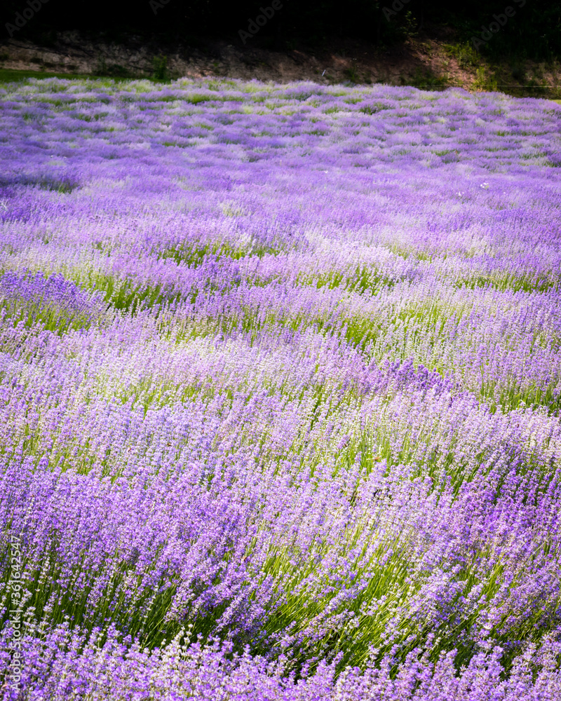 Fototapeta premium Rows of lavender flowers in a lavender field in the hungarian countryside