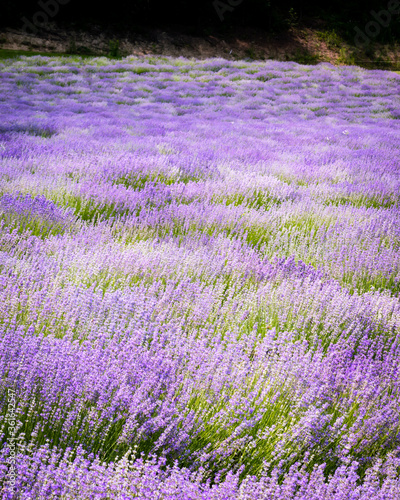 Rows of lavender flowers in a lavender field in the hungarian countryside