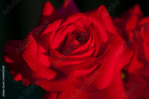  dark background with a big red rose close-up