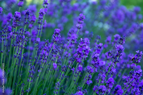 Background of Lavender Flowers Field.