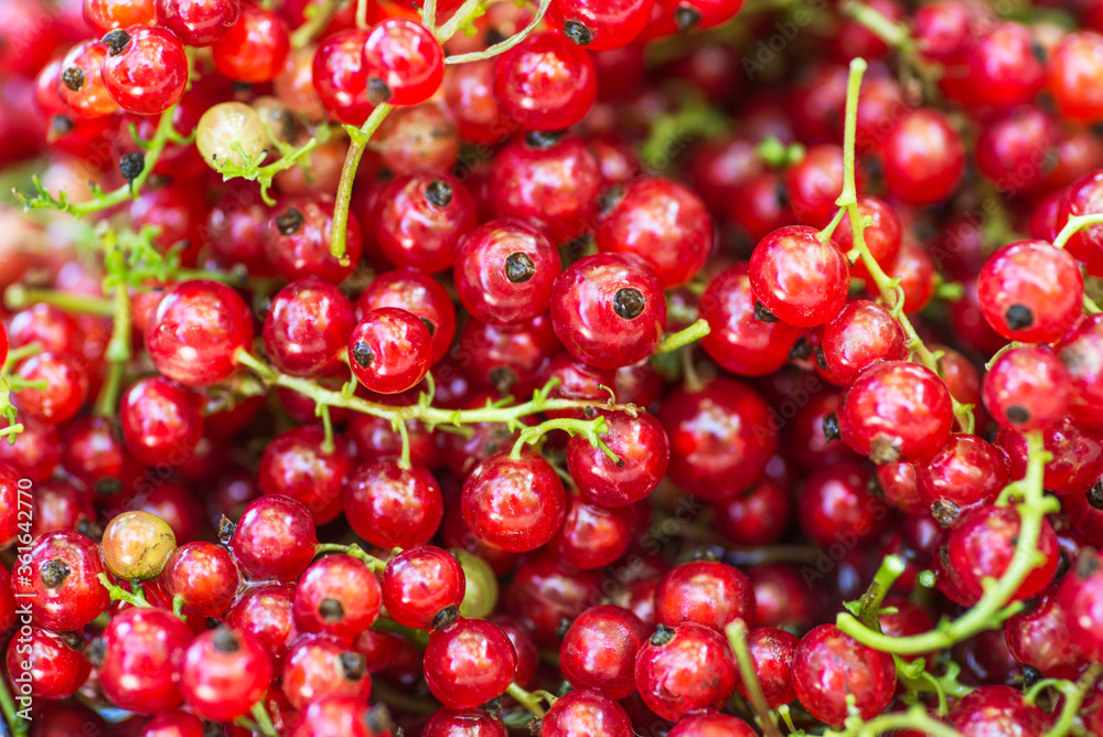 Freshly picked redcurrants background, top view. Red currant. Background of redcurrants Freshly picked redcurrants background, top view. Red currant. Background of redcurrants