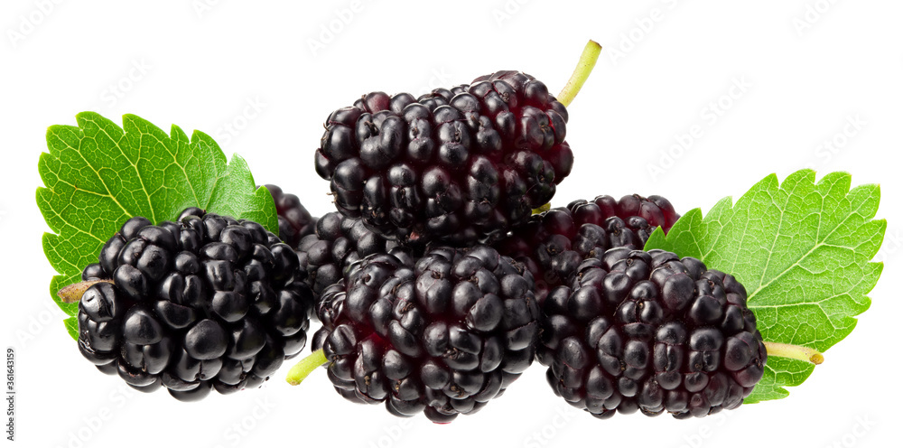Mulberry berry with leaf isolated on white background. flat lay. Mulberry berry with leaf isolated on white background. flat lay.