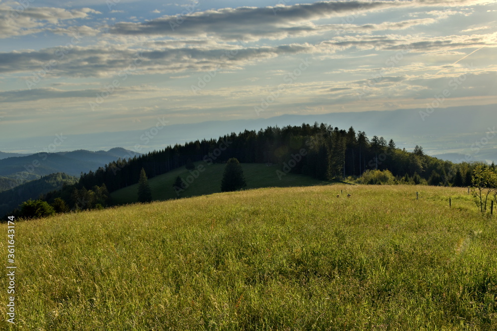 Obraz premium Frühlingslandschaft bei Münstertal auf dem Schauinsland