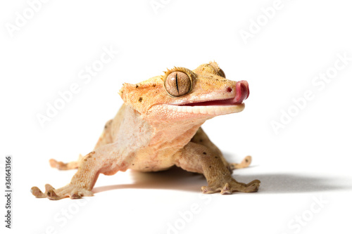 Dalmatian crested gecko isolated on a white background