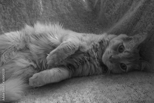 tres beau chat angora turc allongé dans une chaise et regardant la caméra, allongé d'un coté  photo