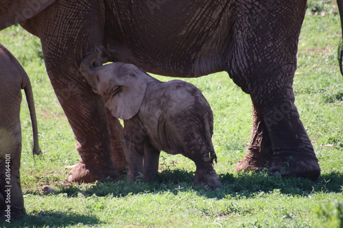 Elefantenbaby photo