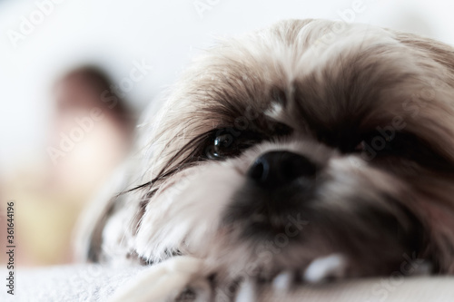 Muzzle of a Shih Tzu dog. The Shih Tzu is a little dog with a short muzzle and large dark eyes. Focus on the eyes and eyelashes