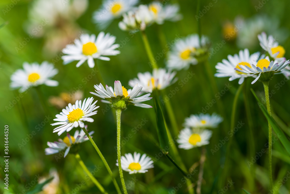Daisy flowers blooming on a summer meadow Daisy flowers blooming on a summer meadow