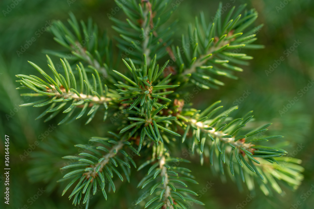 Young branches of spruce. Closeup of green spruce young needles. Young branches of spruce. Closeup of green spruce young needles.