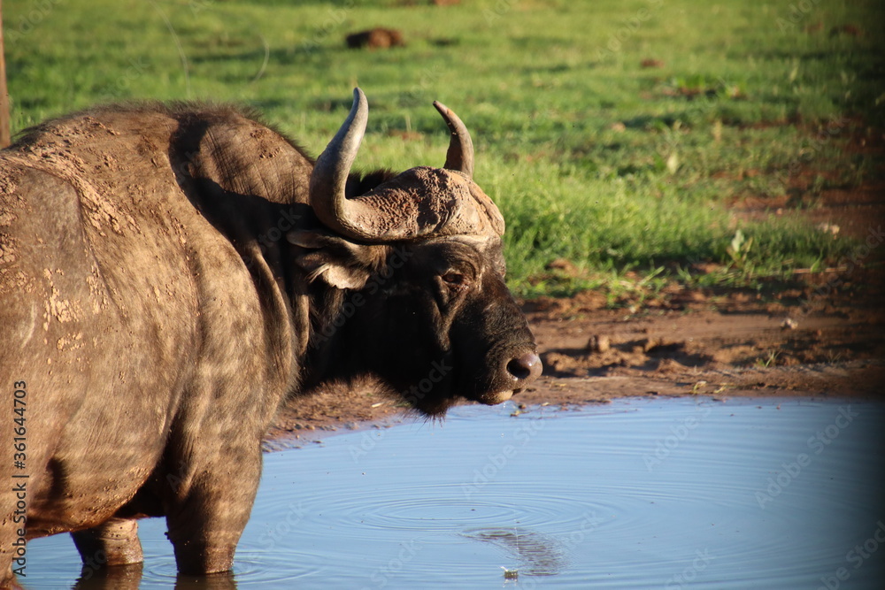 Obraz premium Safari